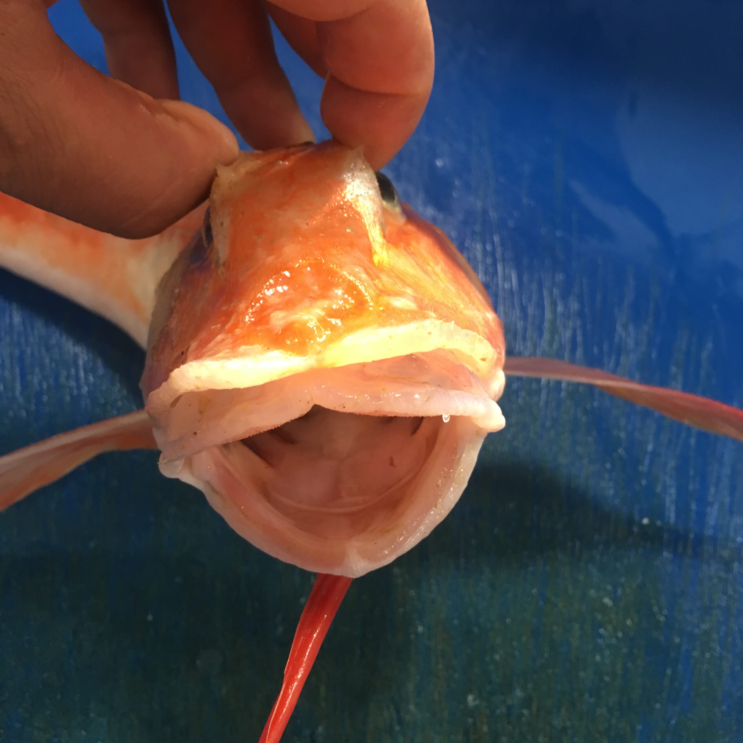 Orphan fish benefits