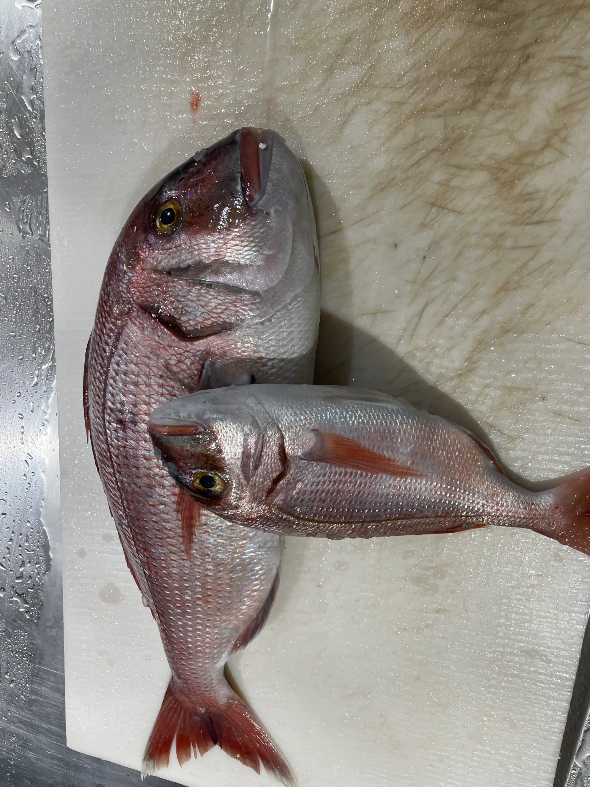 Mercan balığı faydaları