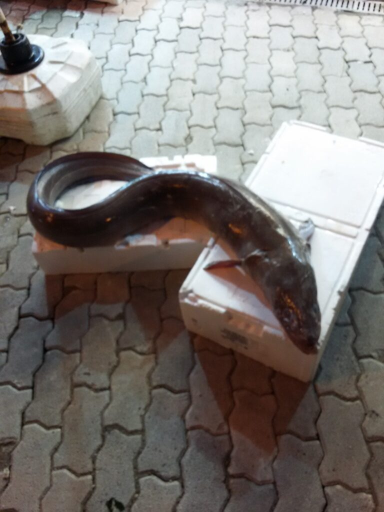 Müren Balığı Faydaları