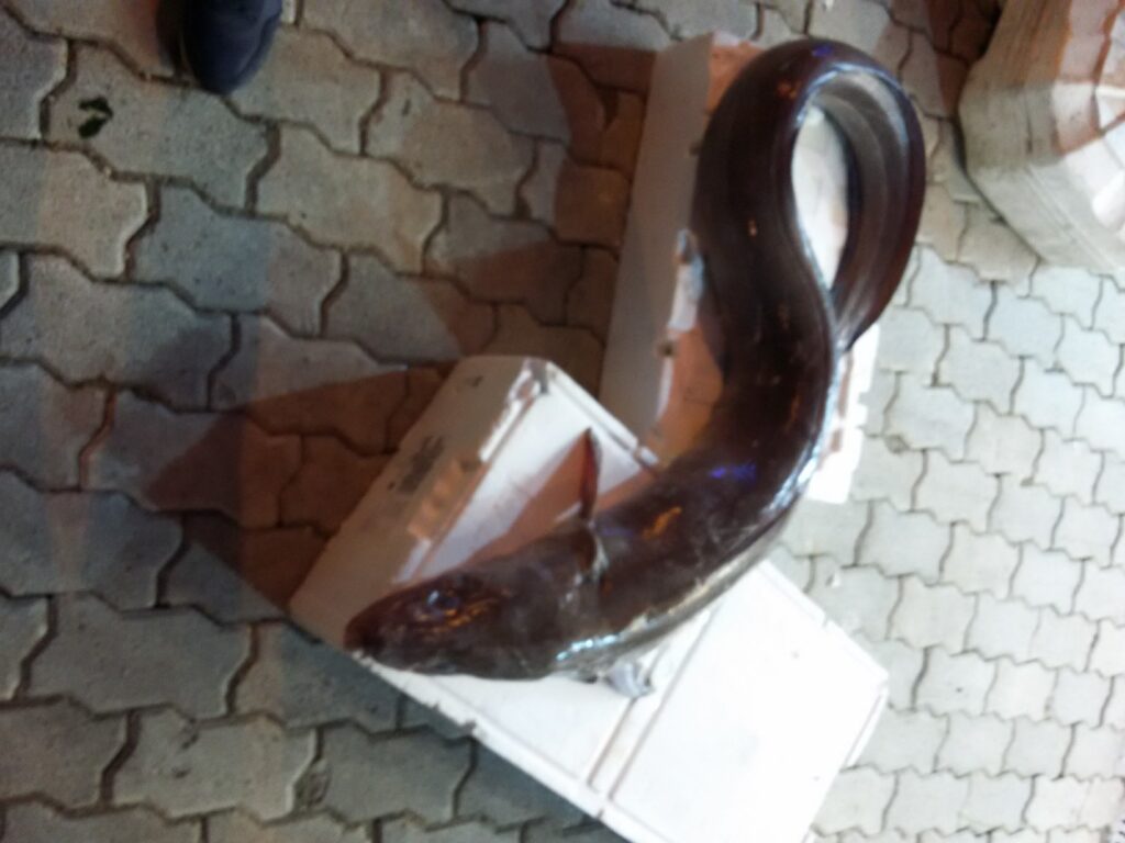 Müren Balığı Faydaları