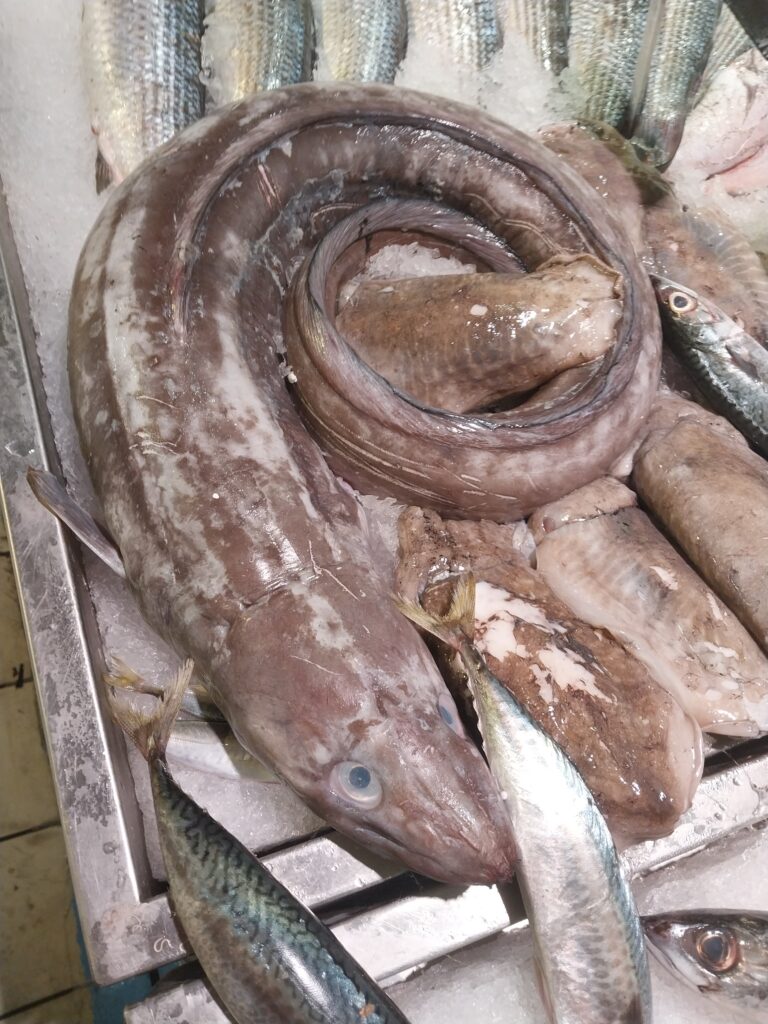 Müren Balığı Faydaları