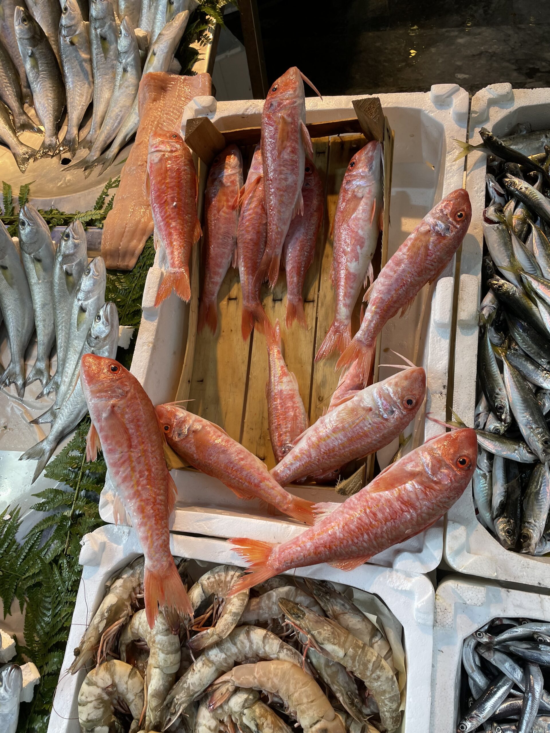 Kaya Barbun Balığı Faydaları Ve Özelliği