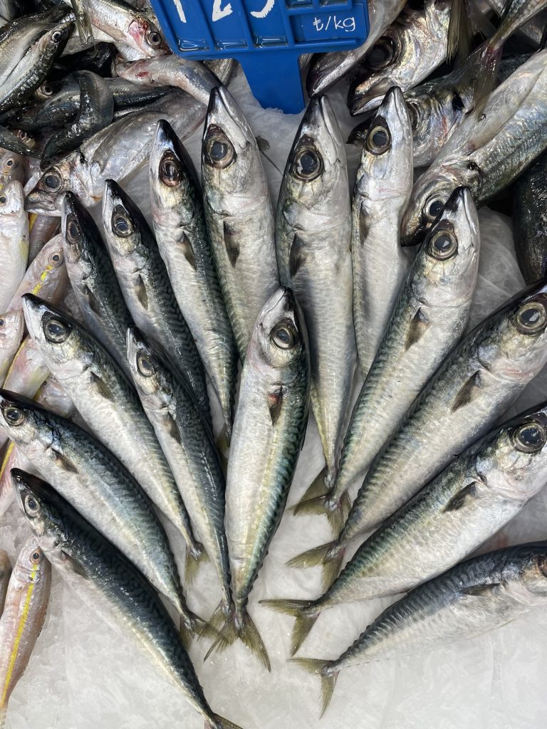 Türkiye Denizleri Balık Çeşitliliği İstatistikleri