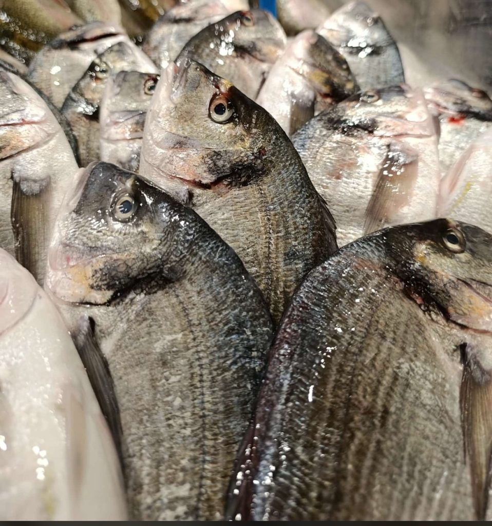 Türkiye Denizleri Balık Çeşitliliği İstatistikleri