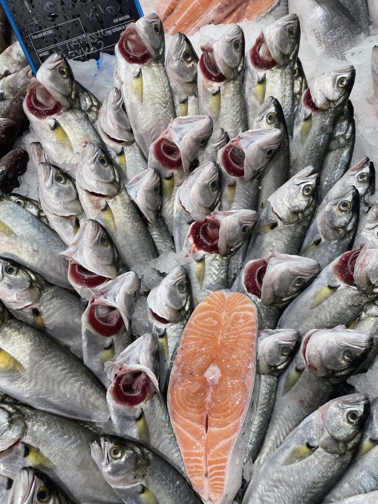 Türkiye Denizleri Balık Çeşitliliği İstatistikleri