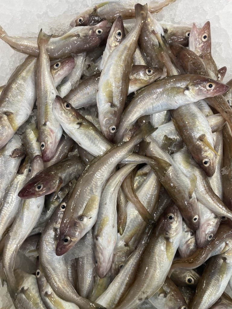 Mezgit Balığı Faydaları