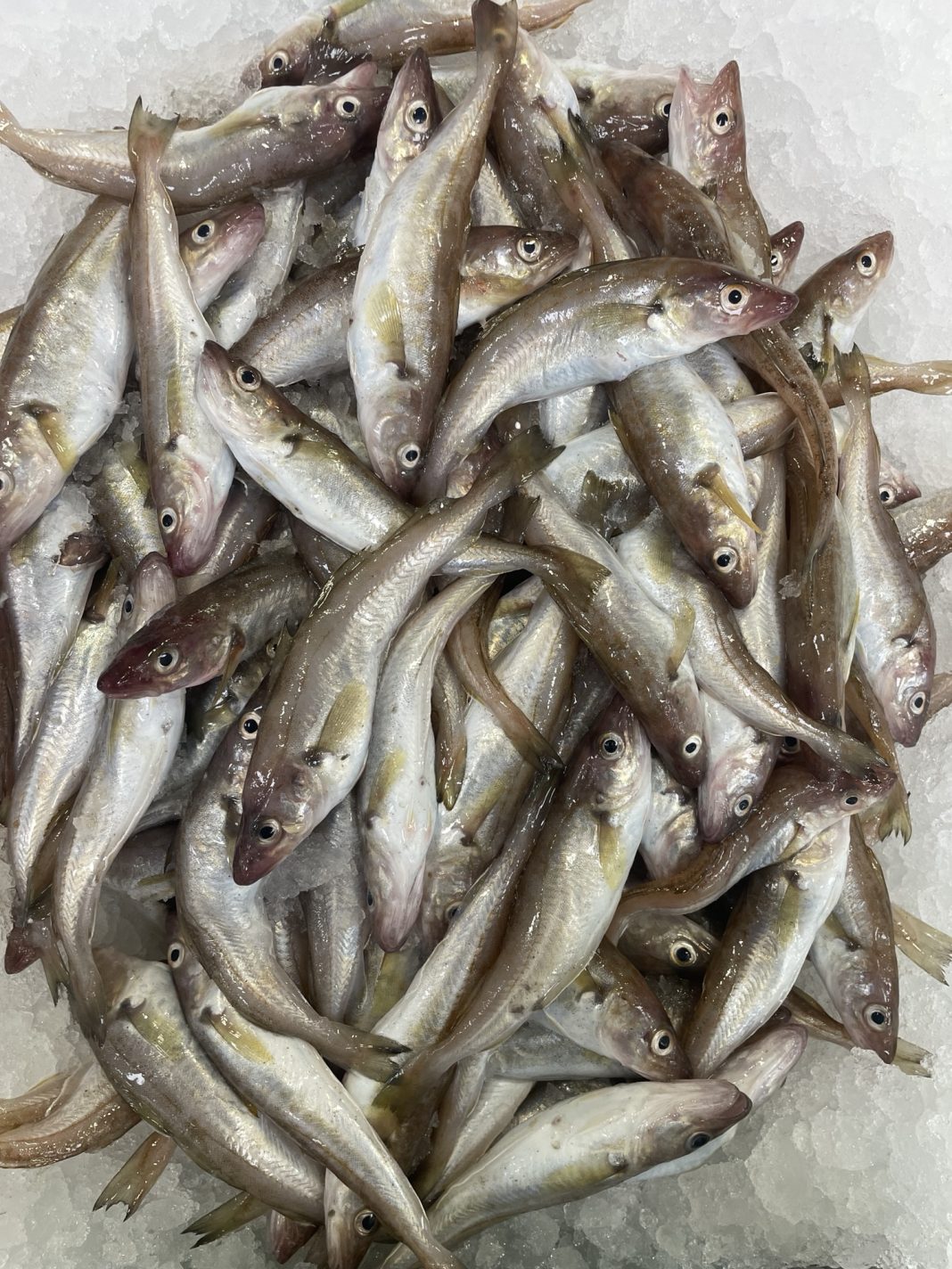 Mezgit Balığı Faydaları ve Özelliği