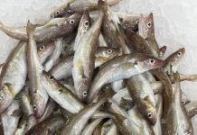 Mezgit Balığı Faydaları ve Özelliği Mezgit Balığı Faydaları ve Özelliği