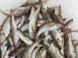 Mezgit Balığı Faydaları ve Özelliği