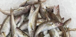 Mezgit Balığı Faydaları ve Özelliği