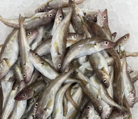 Mezgit Balığı Faydaları ve Özelliği