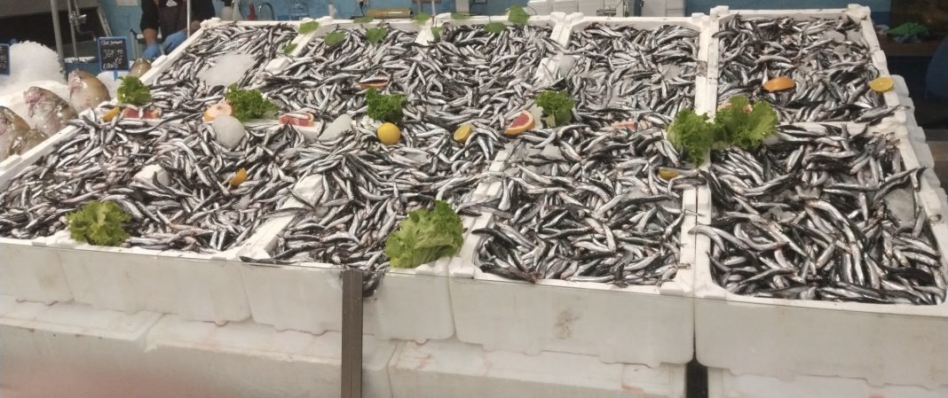 Hamsi Balığı Faydaları Ve Özelliği