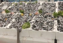 Hamsi Balığı Faydaları Ve Özelliği Hamsi Balığı Faydaları Ve Özelliği